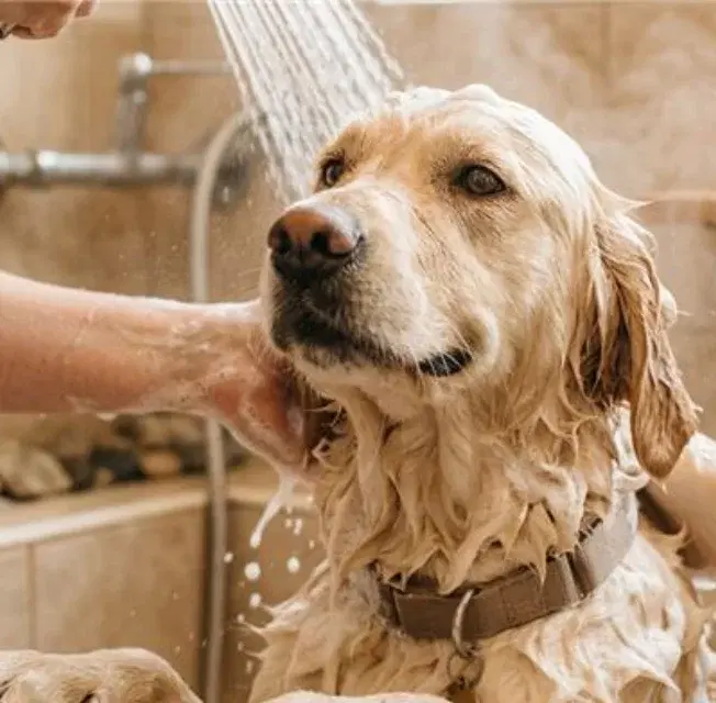 Estética animal