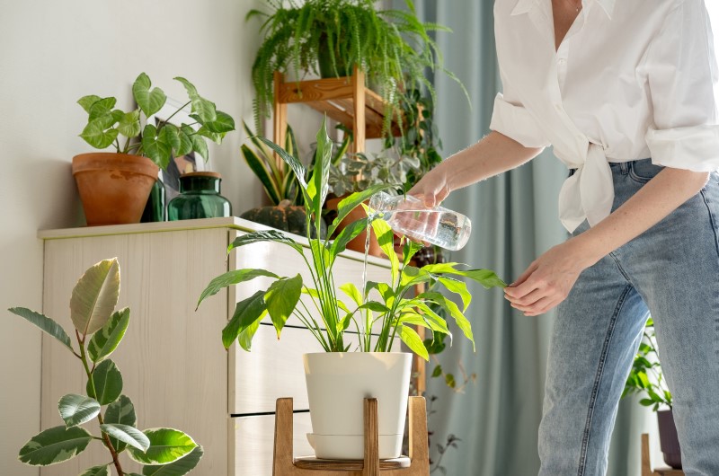 Tenha atenção na hora de molhar as plantas | Mulher regando um vaso de planta | Casa e Decoração | Blog da Tenda 