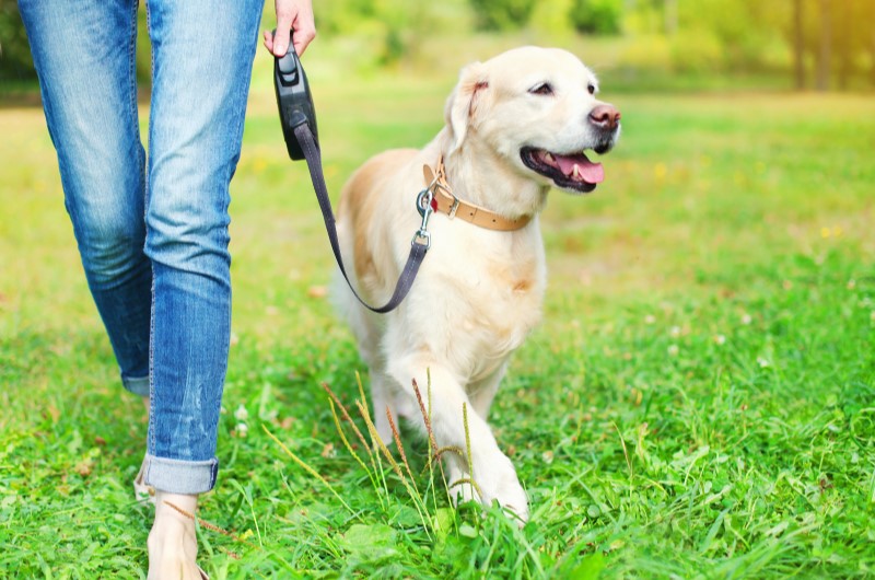 Tenha atenção aos animais de estimação | Pessoa passeando com um cachorro em condomínio | Viver em Condomínio | Blog da Tenda 